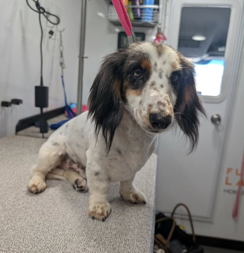 OLLIE - Dachshund available for adoption