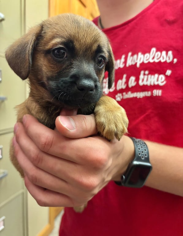 Rigby - ADOPTION IN PROCESS Image