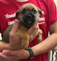 Rigby - ADOPTION IN PROCESS - Photo 2