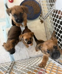 Rigby - ADOPTION IN PROCESS - Photo 3