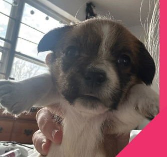 DARLA - ADOPTION IN PROCESS - Rat Terrier / Chihuahua available for adoption