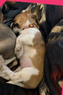 DARLA - ADOPTION IN PROCESS - Rat Terrier / Chihuahua available for adoption