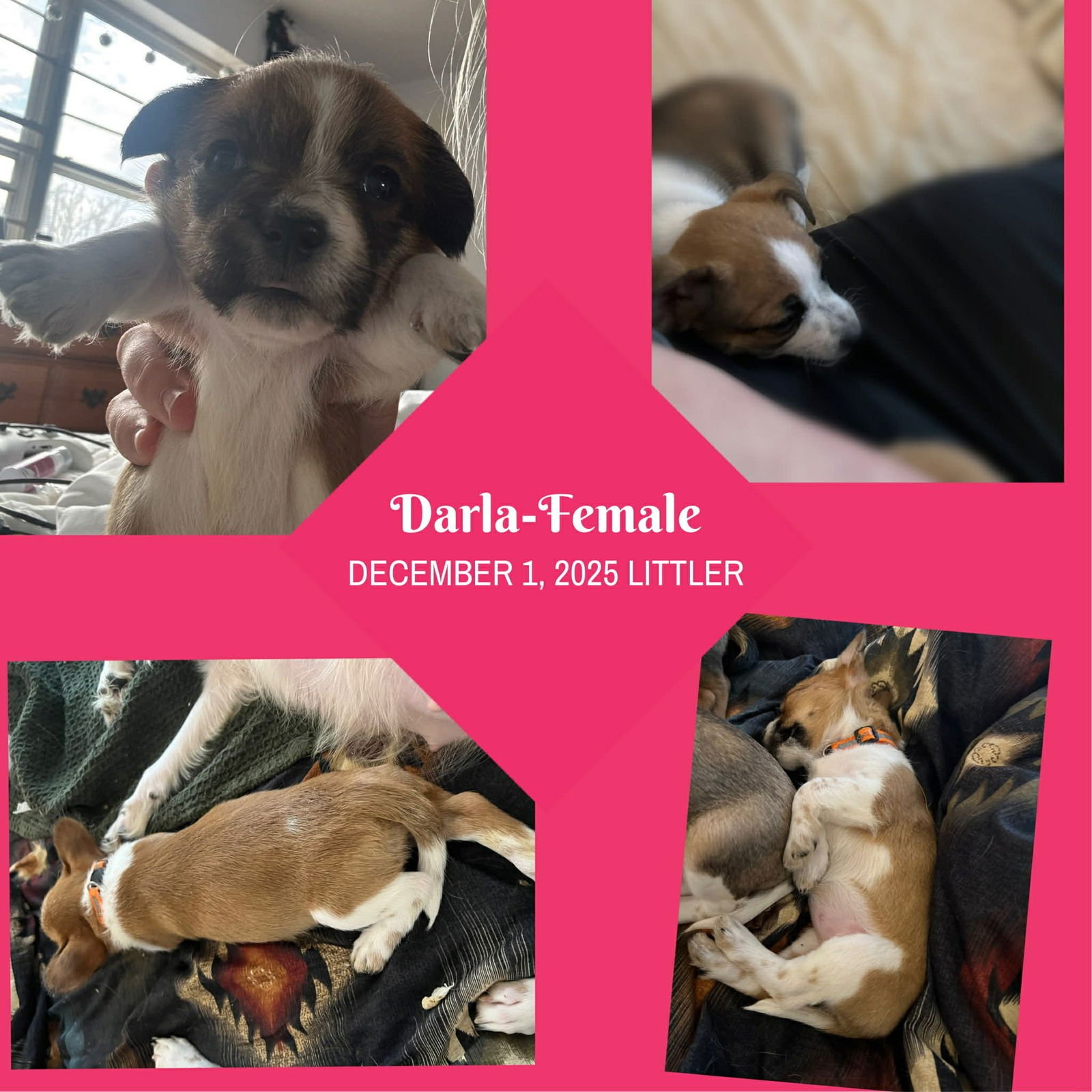 Darla - ADOPTION IN PROCESS - Photo 3