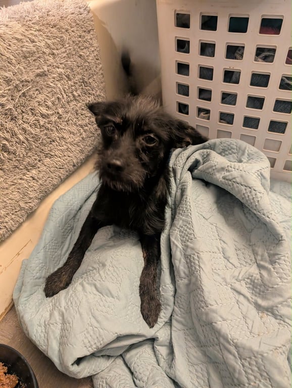 Zorro - ADOPTION IN PROCESS Image