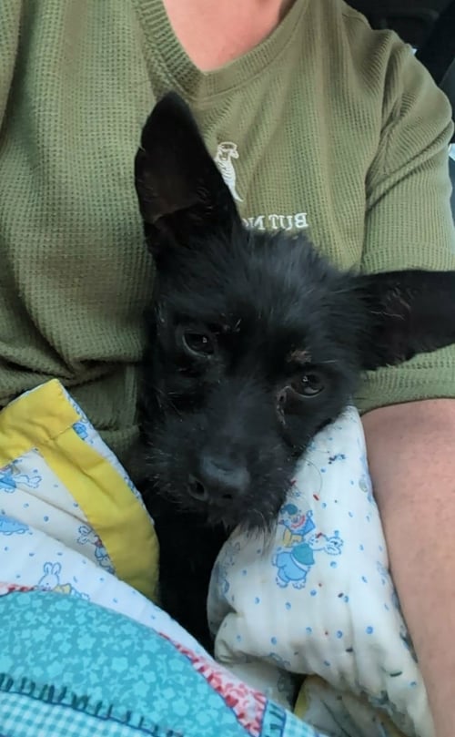 ZORRO - ADOPTION IN PROCESS - Terrier / Chihuahua available for adoption