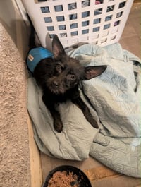 Zorro - ADOPTION IN PROCESS - Photo 3