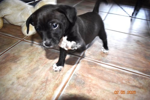 PLUM - Chihuahua available for adoption
