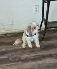 Sweetie - Photo 3