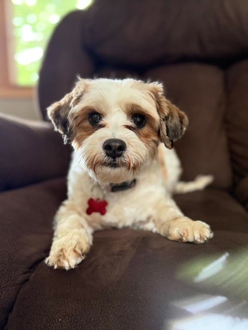 SWEETIE - ADOPTION IN PROCESS