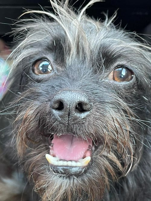 FOSTER ME - SHADOW - Terrier for adoption in Milwaukee