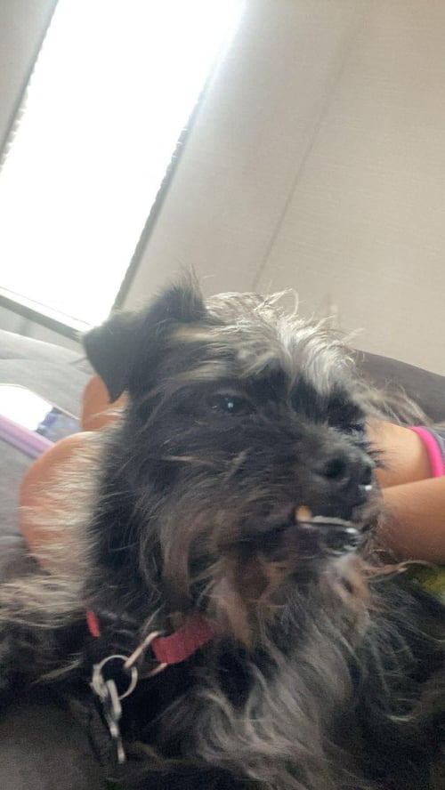 FOSTER ME - SHADOW - Terrier available for adoption