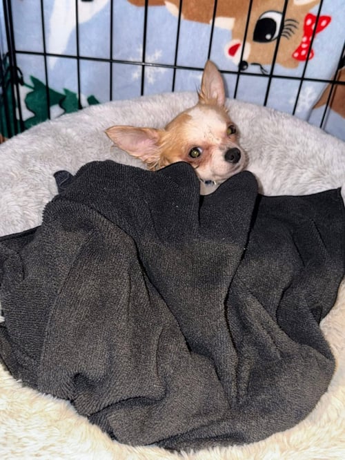 CHICO - Chihuahua available for adoption