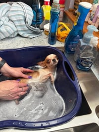 Chico - Photo 2