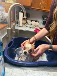 Chico - Photo 3