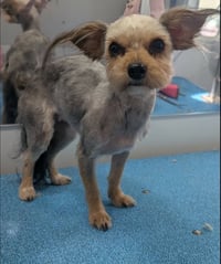 SPONSOR ME - Rose - Photo 1