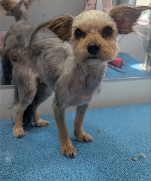 SPONSOR ME - ROSE - Yorkshire Terrier Yorkie available for adoption