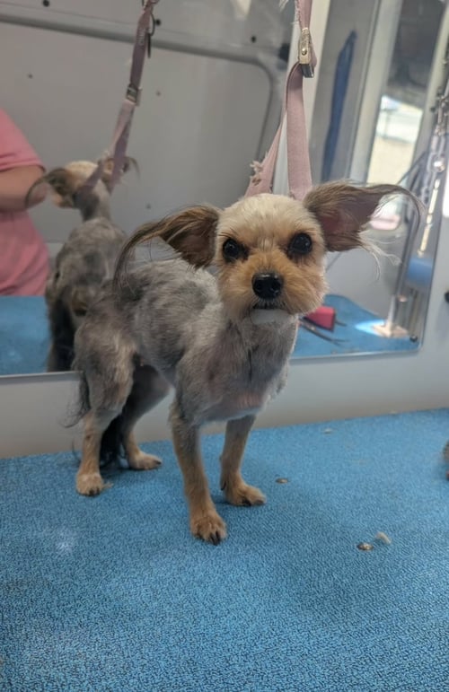 SPONSOR ME - ROSE - Yorkshire Terrier Yorkie available for adoption