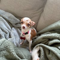 Holly - ADOPTION PENDING - Photo 1