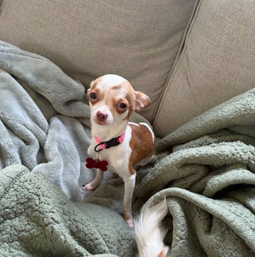 HOLLY - ADOPTION PENDING - Chihuahua available for adoption