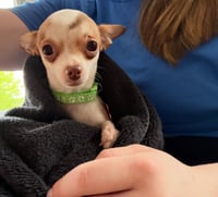 Holly - ADOPTION PENDING - Photo 2