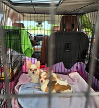 Holly - ADOPTION PENDING - Photo 3