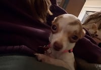 Holly - ADOPTION PENDING - Photo 4
