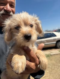 Fozzie Bear - ADOPTION IN PROCESS - Photo 1