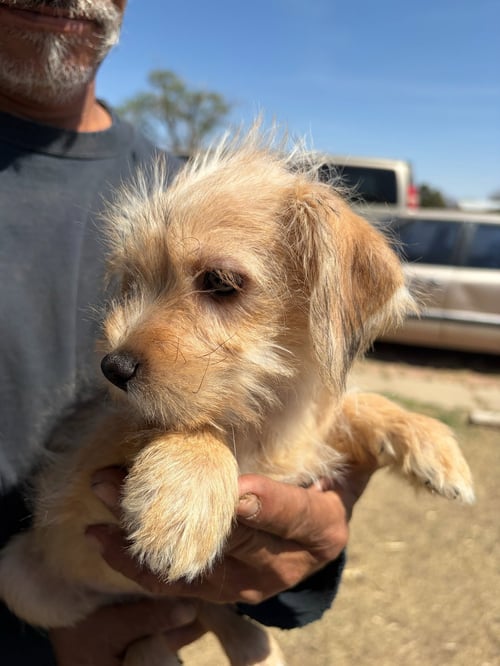 FOZZIE BEAR - ADOPTION IN PROCESS - Dachshund / Terrier available for adoption