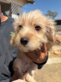 Fozzie Bear - ADOPTION IN PROCESS - Photo 3