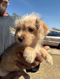 Fozzie Bear - ADOPTION IN PROCESS - Photo 4