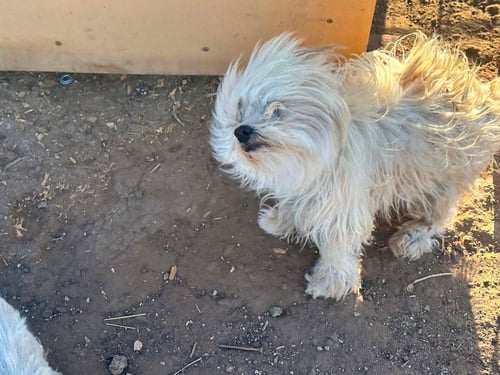 BIRDIE - ADOPTION IN PROCESS - Maltese available for adoption