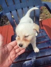 FOSTER ME - Melody - Photo 1