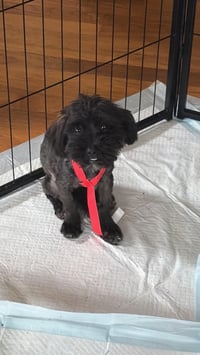 Cider - Photo 1