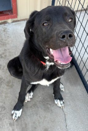 SPONSOR OR FOSTER ME - Ruger Image