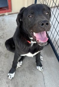 SPONSOR OR FOSTER ME - Ruger - Photo 1