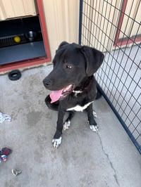 SPONSOR OR FOSTER ME - Ruger - Photo 2