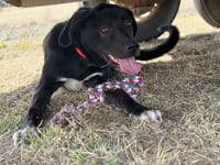 SPONSOR OR FOSTER ME - Ruger - Photo 3