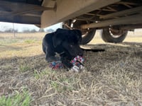 SPONSOR OR FOSTER ME - Ruger - Photo 4