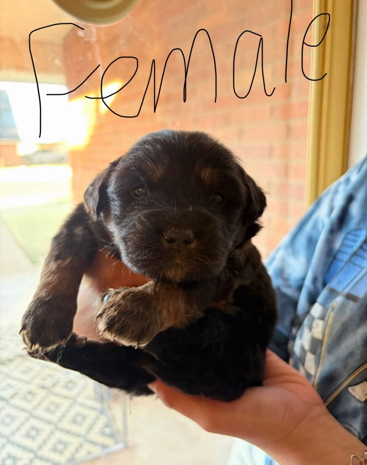 TOOTSIE - ADOPTION IN PROCESS - Golden Retriever available for adoption