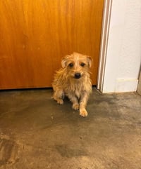 Willy - ADOPTION IN PROCESS - Photo 1