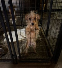 Willy - ADOPTION IN PROCESS - Photo 3