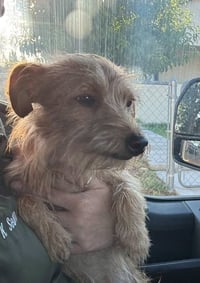 Willy - ADOPTION IN PROCESS - Photo 4