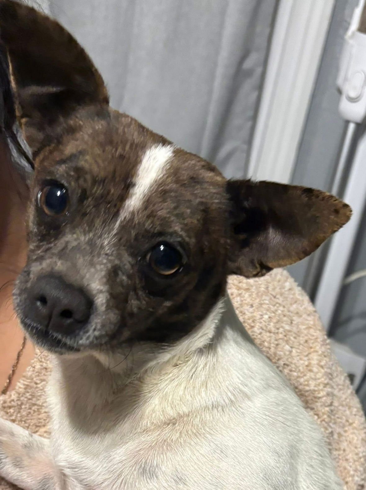 RAYNE - ADOPTION IN PROCESS - Chihuahua available for adoption