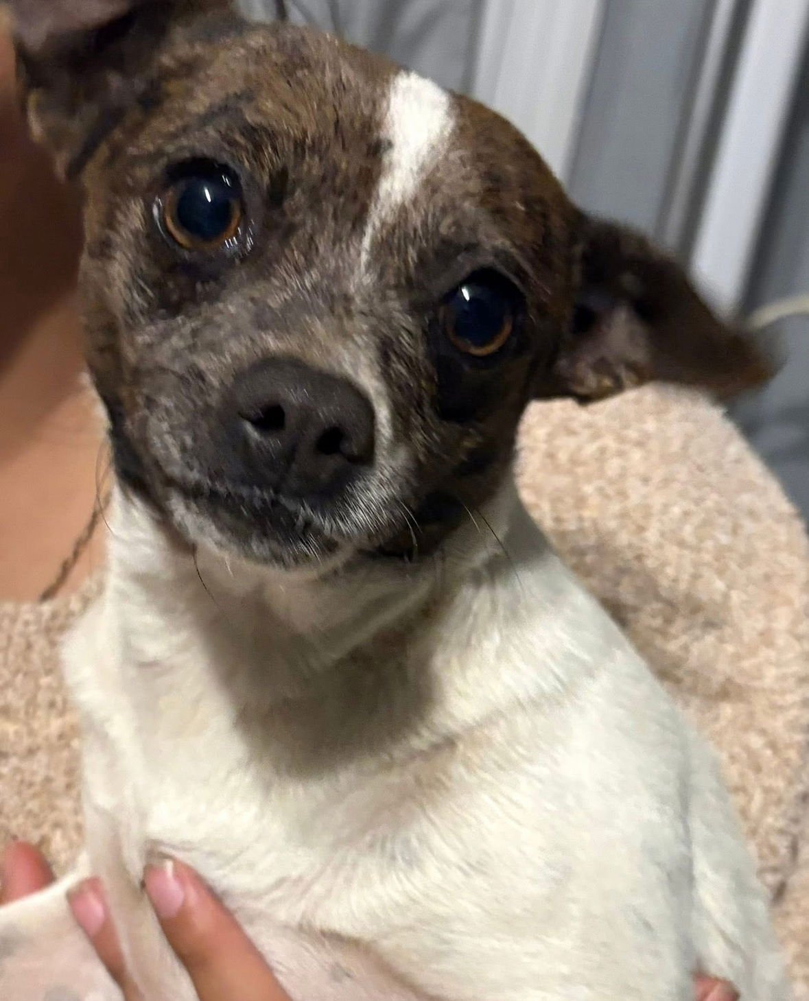 RAYNE - ADOPTION IN PROCESS - Chihuahua available for adoption