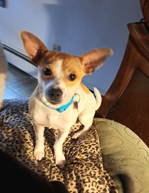 MAMA APRICOT - Chihuahua available for adoption