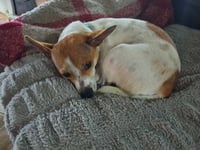 Mama Apricot - Photo 3