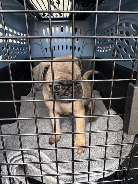 PIXIE - ADOPION IN PROCESS - Pug available for adoption
