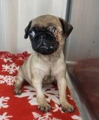 Pixie - ADOPION IN PROCESS - Photo 2