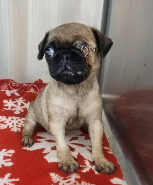 PIXIE - ADOPION IN PROCESS - Pug available for adoption