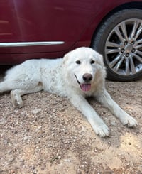 Buddy - Photo 1